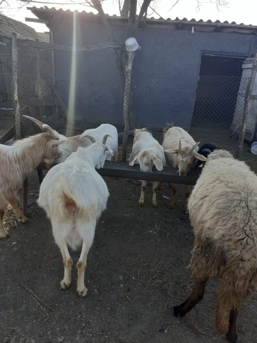 Capre cu iezi- de vanzare