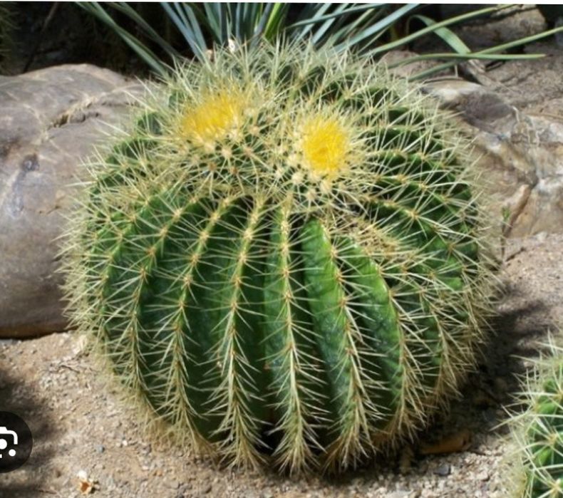 Фикус лирата бамбино