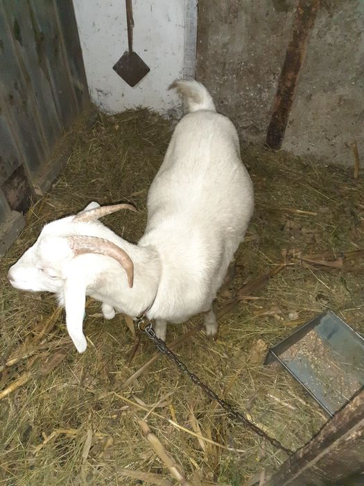 Iadă de anu ăsta de vânzare.