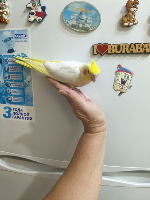 Продаются молодые кареллы.