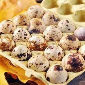 Prepelite oua pui custi maternități capcane