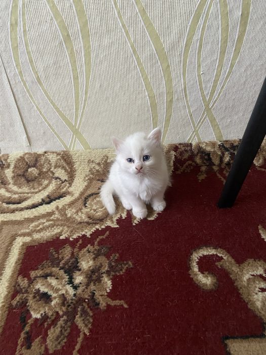Отдам котят в добрые руки