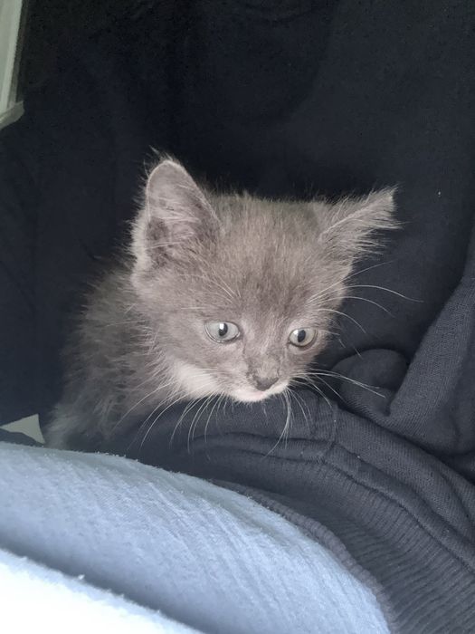 Отдам котят в добрые руки