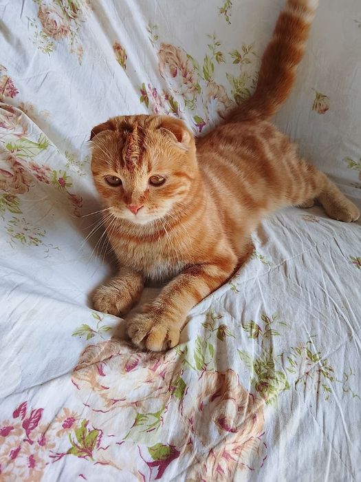 Shotland osmaloq (Scottish Fold)