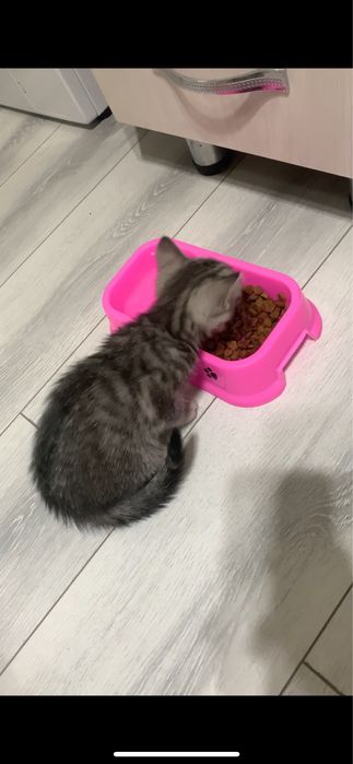 Отдам котенка 2 месяца