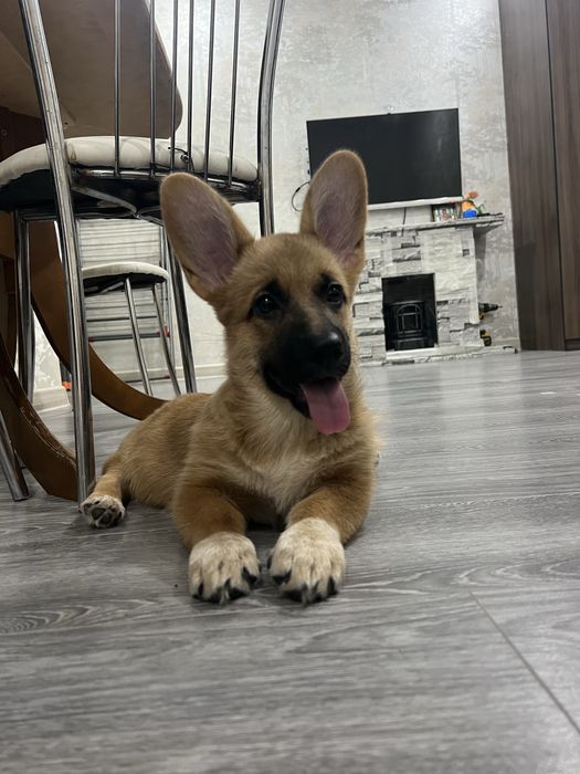 Ищет дом девочка— метис корги × немецкой овчарки.