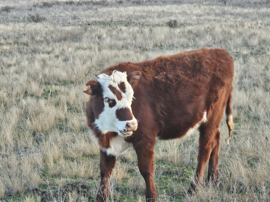 Продам подсосных телечок