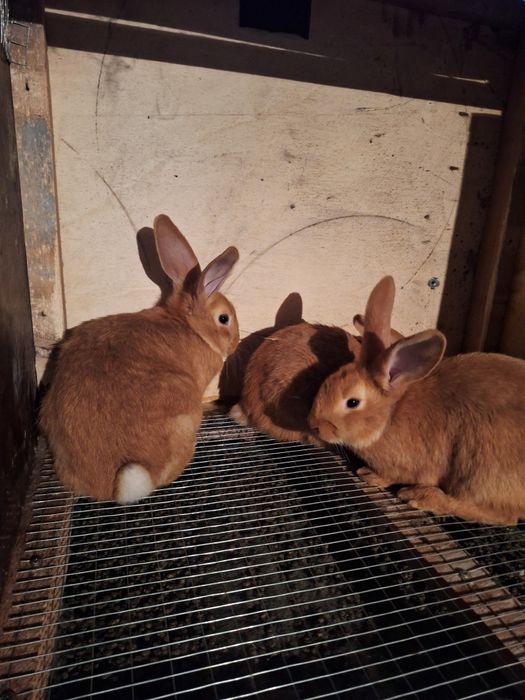 Калифорния  бургун кролики