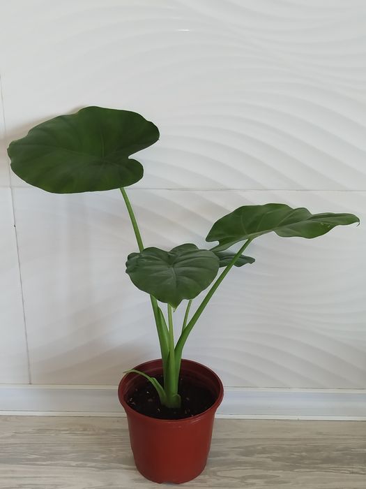 Alakaziya makro karpa