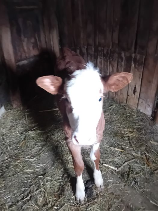 Vaca Charolais și Angus