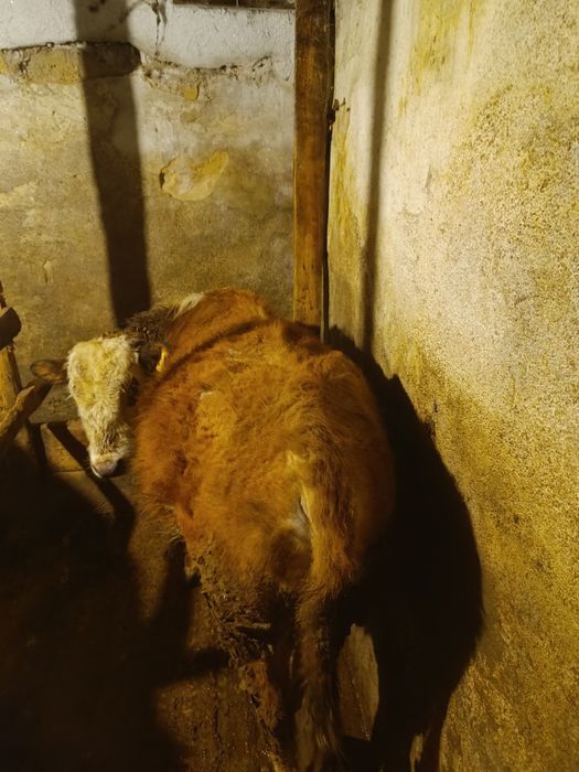 Продаю два бычка две телки