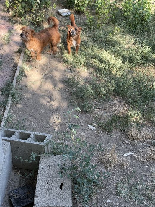 Spre adoptie 2 caini!