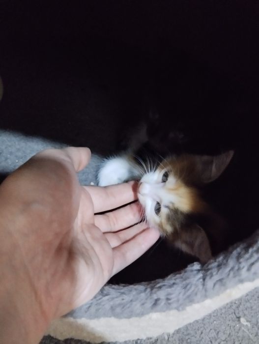 Mushuk yaxshi insonlar ga beriladi