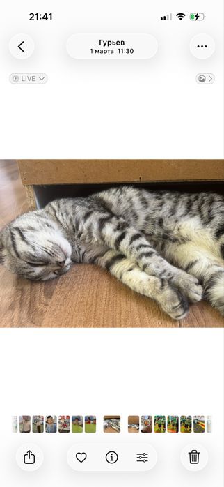 Продается домашний кот (кошка).