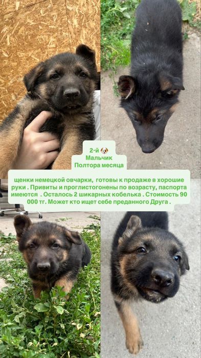 умные и игривые, ищут хозяев