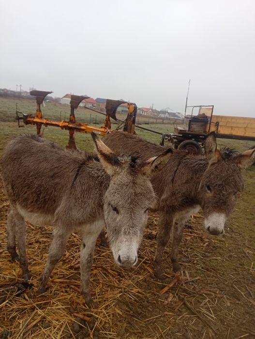 Vând 2 măgari masculi sau schimb cu vitel