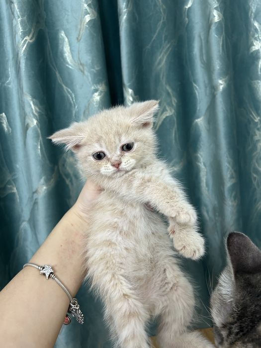 Котенок скотиш страйт