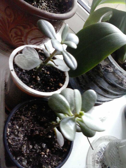 Денежное  дерево (крассула)