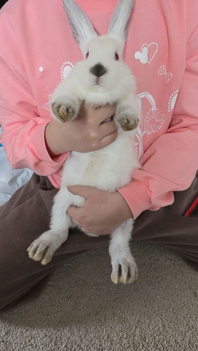 Quyonchalar sotiladi