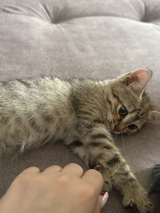 Котенок отдам в добрые руки