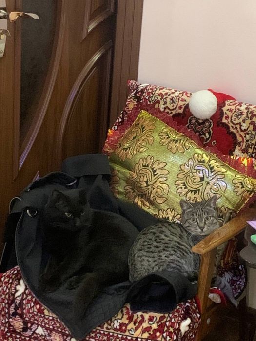 Отдам в хорошие руки!!!