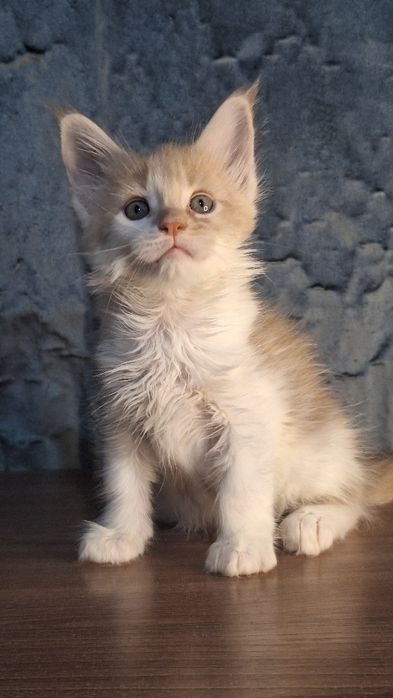 Бронь котят мейн-кун