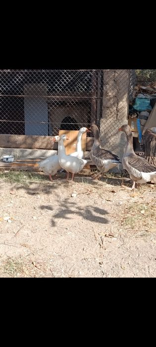 Гусь продом цена 10000 тг