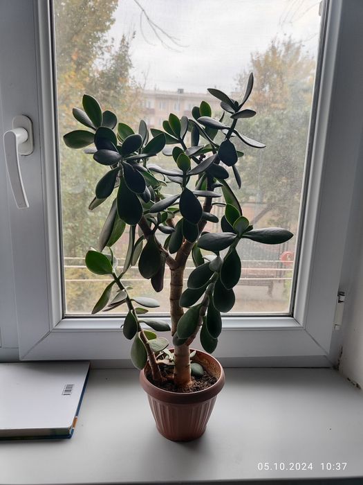 Продам цветок толстянка - денежное дерево