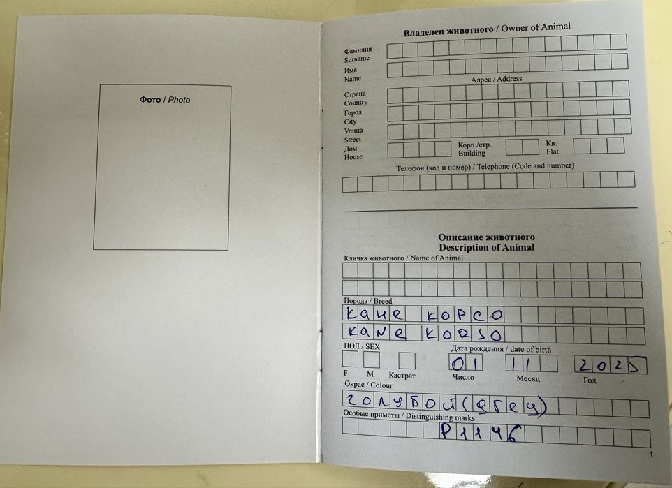 Кане Корсо ( Cane Corso)