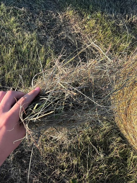 Продам сено в тюках