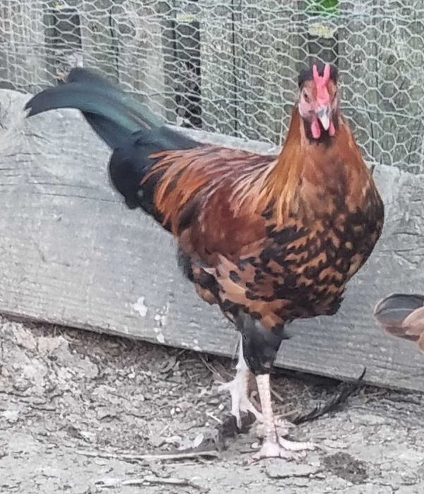 Cocosi cu creasta dublă