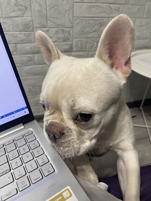 Прдается французский бульдог!