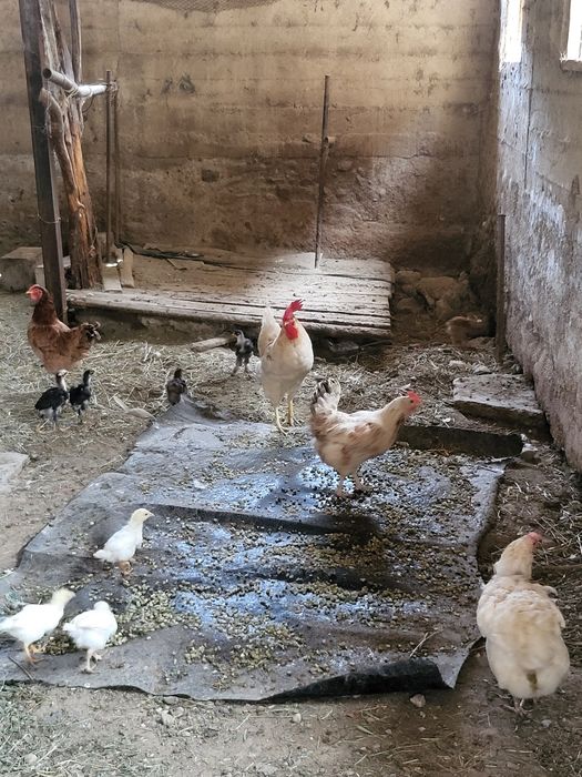 Тауык балапан сатылады