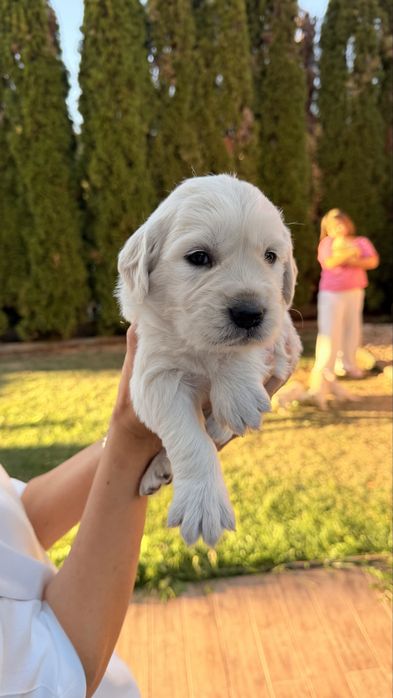 Pui Golden Retriever