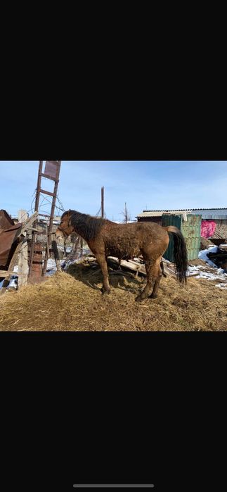 Айғыр 5 жасар сатылады