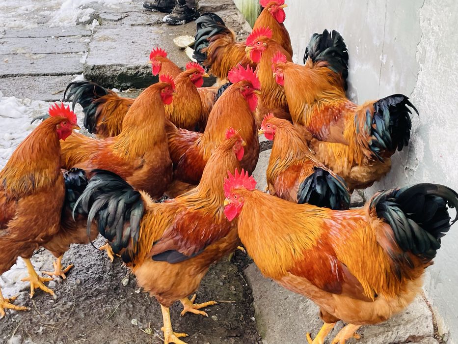 Cocosi tineri New Hampshire