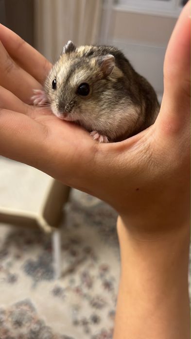 Милый хомячек с клеткой