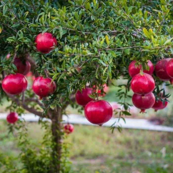 Rodiu aclimatizat diferite soiuri rezistente pana la -25grade Celsius