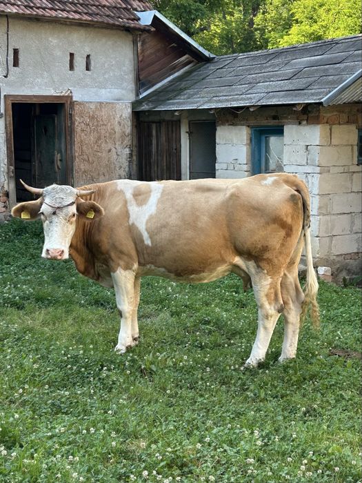 Vacă de vânzare