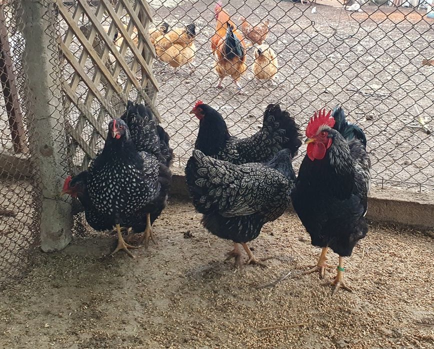 Barnevelder argintiu