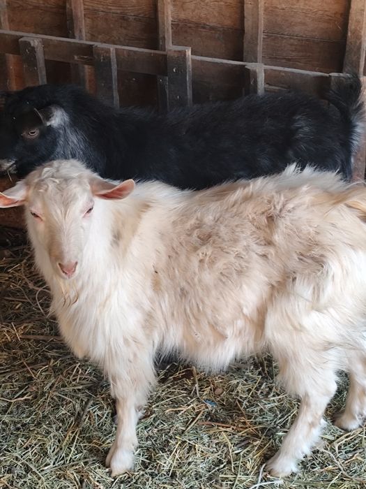 Теке 2 бас сатылады, 1 жасар