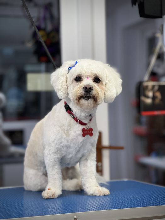 Tund câini și pisici la domiciliu