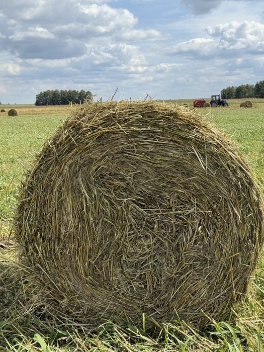 Продам Сено суданская трава