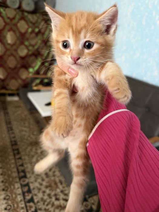 Pishakchala bepul  1yarim oyli