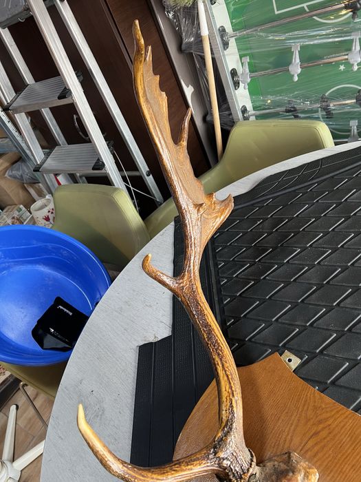 Coarne Cerb autentice mari