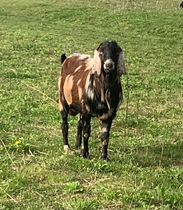 Țap anglonubian frumos