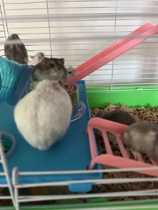 Donez pui de hamsteri