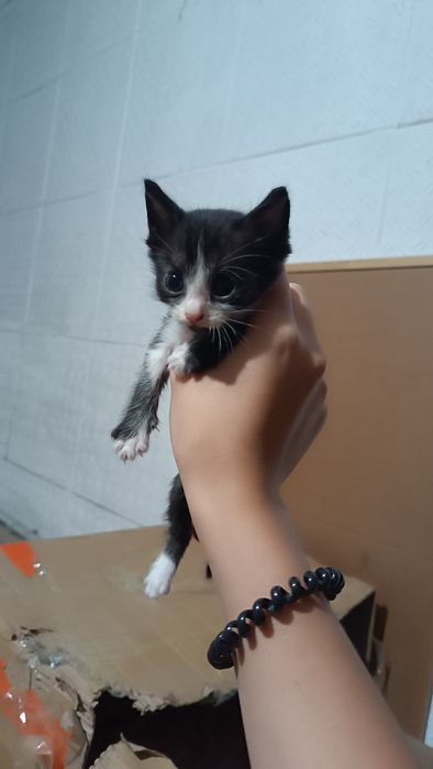 Отдаю котят бесплатно