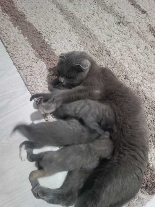Котята в добрый руки