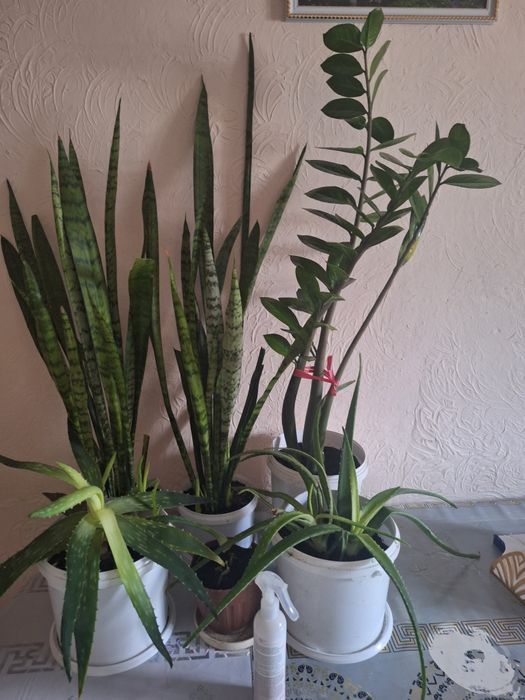 Взрослые и укорен дом цветы